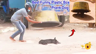 Download Best Funny Plastic Box Prank on Dog, Super Funny Video Must watch @MisterFunTube MP3