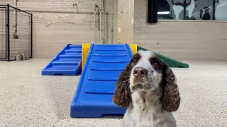 Let’s See Who The Most Skilled Dog is at Dog Daycare, Round 5!