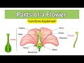 Parts of a Flower Explained Functions of Petals Sepals Stamen Pistil