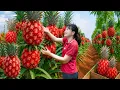 Lagu Harvesting Giant Blush Pineapples | Villagers Rush to Buy the Vibrant Fruit – Sold Out Instantly