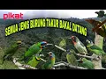 Download Lagu BURUNG TAKUR RIBUT #pikat semua jenis burung Takur hutan atau bukit ~ Masteng nex