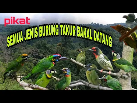 Download MP3 BURUNG TAKUR RIBUT #pikat semua jenis burung Takur hutan atau bukit ~ Masteng nex