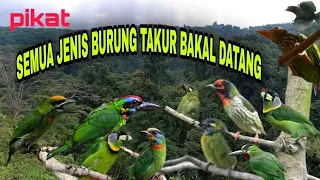 burung takur ribut pikat semua jenis burung takur hutan atau bukit masteng nex