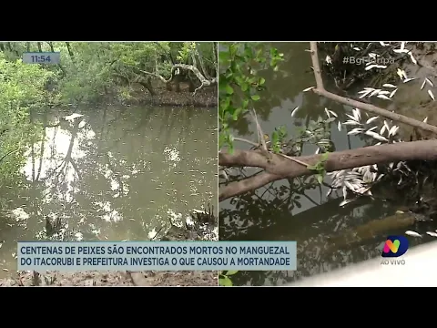Centenas de peixes são encontrados mortos em região de mangue de Florianópolis