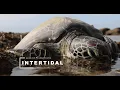 Intertidal Turtle s Walk