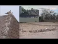 Phoenix neighborhood overrun by birds