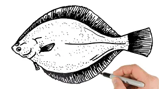 How to Draw a Flounder Sea Animals Drawings Tutorial