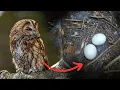 Nests of the Tawny Owl Stonechat Dipper More Finding Monitoring 2025