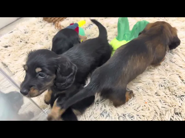 動画