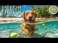 Download Lagu Soothe Dog's Anxiety: 24 Hours of Dog TV - Anti Anxiety \u0026 Boredom Busting Videos with Music for Dogs