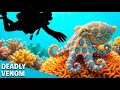 What Happens If a Blue-Ringed Octopus Bites You
