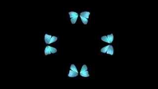 Butterfly Hologram Video HD 