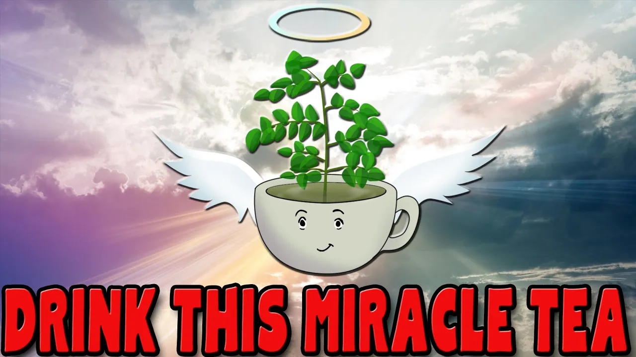 MORINGA TEA is a miracle tea - 10 amazing benefits