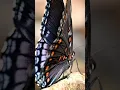 Do butterflies have noses Butterfly Facts for Kids Educational for Kids
