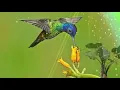 Download Lagu Relaxing Music Dengan Suara Gitar Dan Kicau Burung - Music Therapy