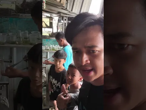 Ada Bocil Beli Ikan Cupang dapat Promo!