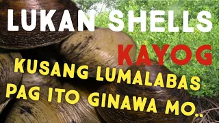 paano kumuha ng lukan shells o kayog
