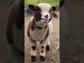 Download Lagu sheep 🐑💞 \u0026 monkey 🐒 funny 🤣 #funnyvideos #sheep #monkey #viral #video #funny #cute #shorts #yt