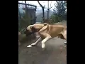 Lagu Most Aggressive Real Giant TURKISH KANGAL DOG 🔥🔥 #shorts