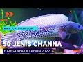 Download Lagu 50 Jenis Ikan Channa Dan Harganya 2022