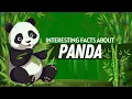 Unbelievable Panda Abilities Revealed Fun Facts for Kids