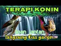 Download Lagu IJOAN JANTAN !! LANGSUNG GACOR DENGAN SUARA TERAPI KONIN INI SANGAT EFEKTIF NYAUT
