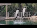 Download Lagu Commerson's Dolphin Presentation - Aquatica Orlando - September 17, 2025