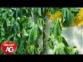 Download Lagu Cucumbers are wilting! What to do to save them