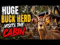 Huge bucks visiting the cabin potter county