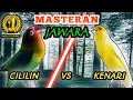 Download Lagu LOVEBIRD VS KENARI - Masteran Speed Rapat Idaman Para Kicau Maniaa || Masteran Sang Jawaraa