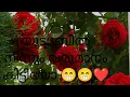 Download Lagu എനിക്ക് യൂട്യൂബിൽ നിന്നും കിട്ടിയത് ഒത്തിരി നല്ല കുട്ടുകാരെ കിട്ടി 👍❤️❤️❤️