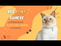 14 Interesting Facts About Red Point Siamese Aka Flame Point Siamese Cats