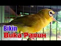 Download Lagu DIJAMIN NYAUT!!! MASTERAN AUDIO TERAPI PLECI AGAR BUKA PARUH