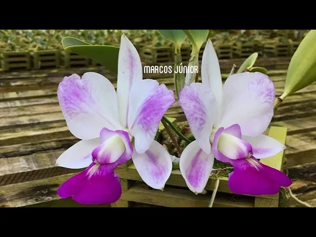 COMO CULTIVAR ORQUÍDEAS 5 ENRAIZAMENTO, BROTAÇÃO E FLORAÇÃO NO ORQUIDÁRIO TEDESCO