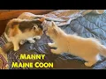 Maine Coon meets Ragdoll Kitten for the first time Calico Cat