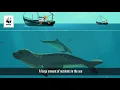 Eutrophication process - WWF Poland