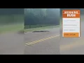 Alligator crosses road in Victoria Texas