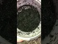 Captivator fly trap