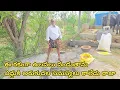 Download Lagu ఒంగోలు జాతి ఎద్దుకి ఉలవలు ఈలా వండుతాను తిన్న ఎద్దుకి అరుగుదల సమస్యలు రాకుండా మెడిసిన్ ఈలా వాడుకోవాలి