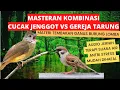 Download Lagu Masteran kombinasi materi burung juara | cucak jenggot vs gereja tarung | terapi suara air