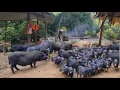 Download Lagu Cooking a giant pot of pig feed for pigs raised in the forest