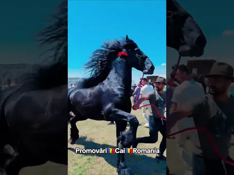 @PromovariCaiRomania #arabianhorseworld #horse #automobile #love #cal #equestrian #animals #cai