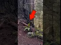 Waving Fern Mystery
