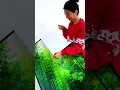 3D Potted Plant Wall Stickers Set of 3 - Waterproof Removable Home Decor Decals for Bare Walls