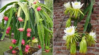 NUNCA PLANTE PITAYA SEM ASSISTIR ESSE VIDEO !!