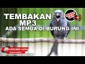 Download Lagu #1 🔴 Srigunting Abu Abu Gacor Parah❗️Full Tembakan Panjang Panjang❗️