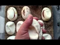MY FIRST RETICULATED PYTHON EGGS