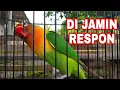 Download Lagu Lovebird mentil durasi panjang,cocok untuk masteran dan pancingan