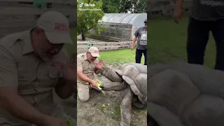 اكبر سلحفاة في العالم 