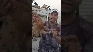 الفرق بين الفراخ البلدى الحر والفراخ الهجين وايهما احسن فى إنتاج البيض مصطفى وأمل 